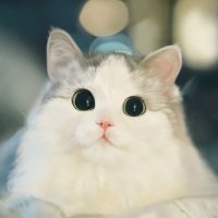 まるねこ🐁🩵☁️(@SmallCircle_Cat) 's Twitter Profile Photo
