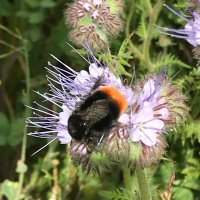 Miles walton (@waltonmilesfarm) Twitter profile photo