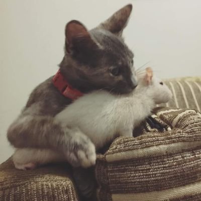 slokt3ll1's profile picture. Tanto fiz que agora tanto faz.