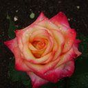 Lorna Ellis-Harding - @EcargBodyworks - Twitter