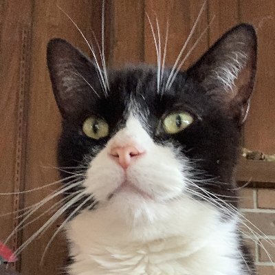Cats rule everything around me. Farm life. https://t.co/i5rUqF2Bqs