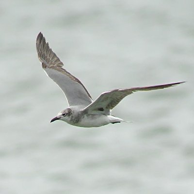 All the latest sightings as it happens at the West Midland Bird Club's flagship reserve.