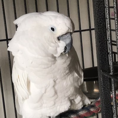 space_cowbee's profile picture. she/they