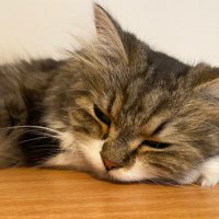 Ofen 🇮🇱 🇫🇷 (@reaktorofen67) 's Twitter Profile Photo