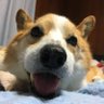 radio_corgi's profile picture. マラソン🏃💨と ジョン君と 14歳の犬生でした。 #変性性脊髄症 (DM)が憎い！ #コーギー のモフモフ成分補給させてもらってます。