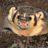 CinciBadger98's profile image