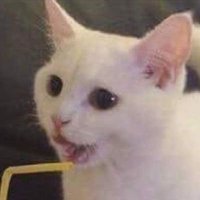 N0rm_ (@n0rml_) 's Twitter Profile Photo