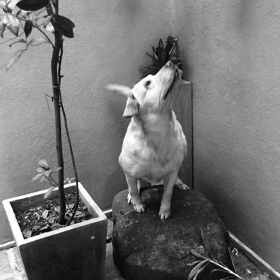 dinithi_u's profile picture. 