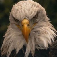 Trump 410 / Biden 128(@RonPTC) 's Twitter Profile Photo