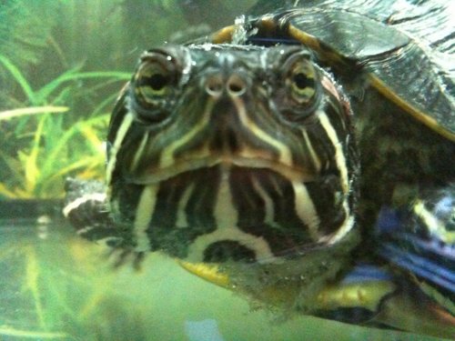 tortugapimienta's profile picture. en la pecera de Audiomatic, con JM Rosillo