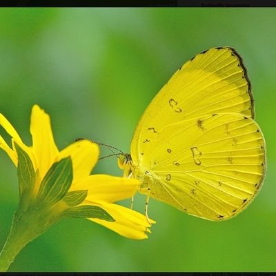 YellowButterfly 🌻🐛🦋