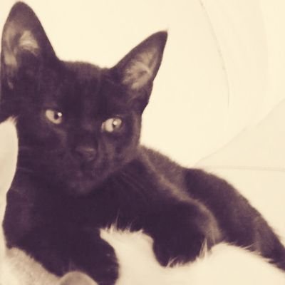 xhanaduti's profile picture. entretenimiento