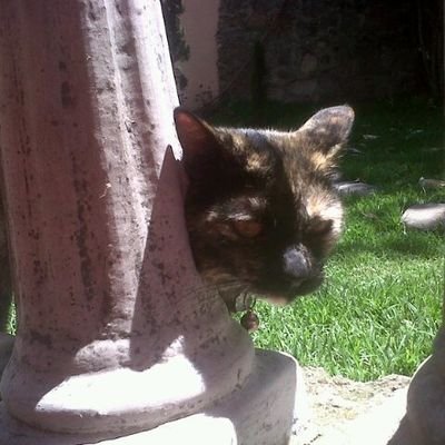 Mexicana, amante de los animales, sibarita; odio las dictaduras y el comunismo , antiamlo y gárgola shitbaum , no apoyo a ningún partido , no me sigan chairos.