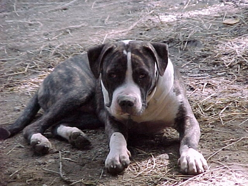 peace love and pitbulls