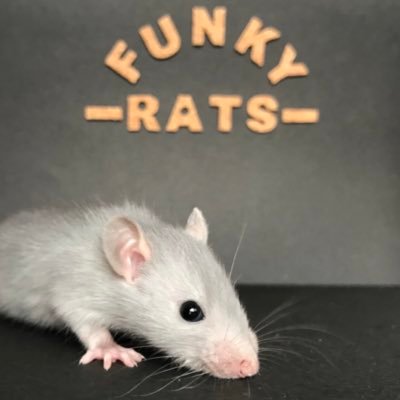 ラット、ボールパイソンのブリーダー🐭🐍 繁殖、販売 ★ファンシーラット ★ボールパイソン ★活ラット ★冷凍ラット 愛知県西尾市 第一種動物取扱業 動本第1261号 Funky Rats https://t.co/2F4f27urIm