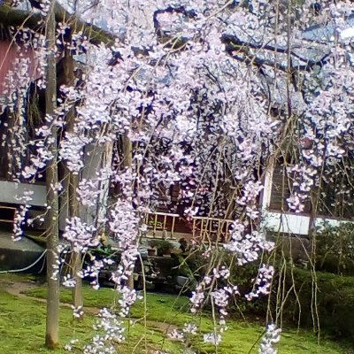 死兎