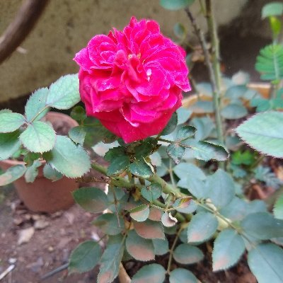 TheOneRima's profile picture. 