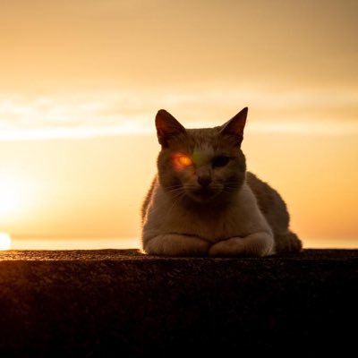 XYl5pgm's profile picture. 綺麗な女の子とポケモンが好きです。