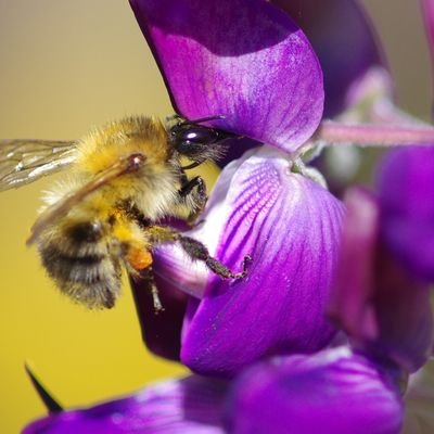 hobby photographer, in love with wildlife. Husband, father and grandfather.