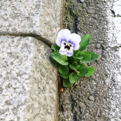 Gildahavuelto's profile picture. Me interesan la política, las artes, los libros