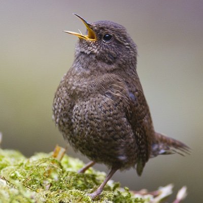 野鳥とかいろいろな撮影をしているPhotographer 

写真集のお求めはこちら
https://t.co/Fxn0OB59Sh