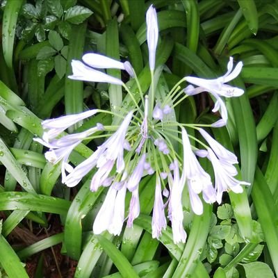 sazanamikyoko's profile picture. AEAJ認定アロマテラピーインストラクターです。アロマたまに占い。精油選びの参考に #今日のおすすめ精油 をどうぞ。月間のおすすめ精油はレモンフロクマリンフリーとベルガモットフロクマリンフリーです。
noteではアロマテラピー、ルノルマンカード等について書いています。

個人鑑定は休止中。MLMや自動化等の勧誘お断り。