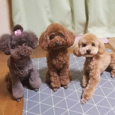 楽天ROOMやっています。
今後も載せていきます🎵

ショップ開いてます。
https://t.co/T91T7qnxwr
メルカリにも売り出してます。
https://t.co/LJohYqDa14