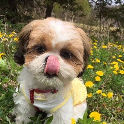 リノさんのプロフィール画像