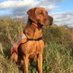 SARDA Anglia (@sardaanglia) Twitter profile photo SARDA Anglia (@sardaanglia) Twitter profile photo