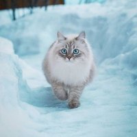 Winter (@wingsofghg) 's Twitter Profile