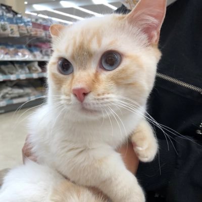 2019年6月24日生まれのマンチカン男の子(今はおかま)9カ月の時にお迎えしました♪ 犬っぽい猫、人間っぽい猫、nicoです。時々脱線、柴田さんとかゲームとか