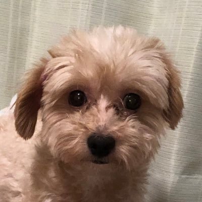 ゆもっち わが家にも到着 ド レ ミ ファ ソ ラ シ ド シ シ ド ル ミ 30年の時を経てアナログ化されました 買うしかないでしょ 宍戸留美 ゆもっち わが家にも到着 ド レ ミ ファ ソ ラ シ ド シ シ ド ル ミ 30年の時を経てアナログ化されました 買うしかないでしょ 宍戸留美