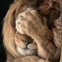 えんがわ (@engawanoaka) 's Twitter Profile Photo えんがわ (@engawanoaka) 's Twitter Profile Photo