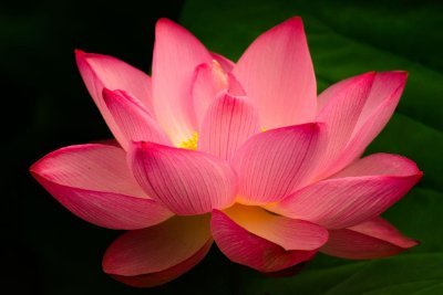菩提紅蓮 Szlxywp19glanal Twitter 菩提紅蓮 Szlxywp19glanal Twitter