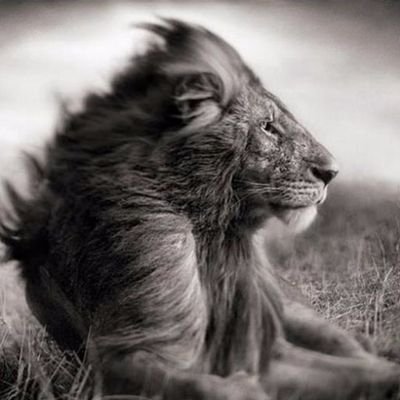 DosonEnoc's profile picture. ツ  🇸🇻