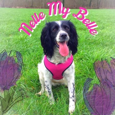 I’m Nelle, a cheeky and adorable Springer Spaniel! I was adopted at age 4. I’m 8 now! Find me on Facebook, Instagram & TikTok, too. 🥰🐾 #adoptdontshop ❤️