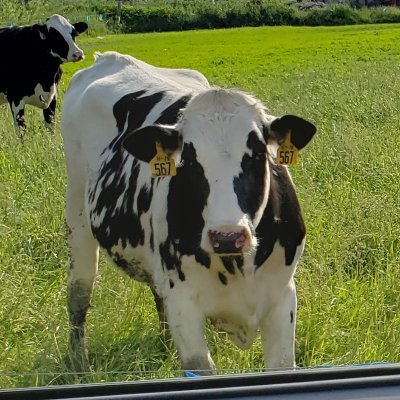 dreamakc's profile picture. Wife, Mother, Gramma, Friend, Patriot of this beautiful country. I will fight everyday to keep this country free for my grandkids. 2A, Truth Seeker 🇺🇸