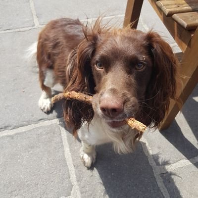 Nutty Springer spaniel living my best life.