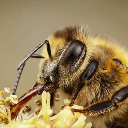 BeeBites2's profile picture. ରଙ୍ଗ ଦେଖିଲେ ଖୋବିଦିଏ 🐝
https://t.co/CZrzZBxqSQ