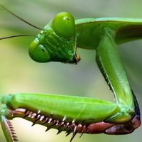 Mantis Gadfly(@MGScott9) 's Twitter Profile Photo