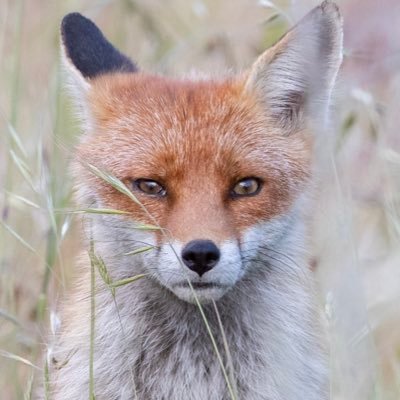 _kjbphotography's profile picture. Nature wildlife protection photography environment save the planet 🦊🦉🦊