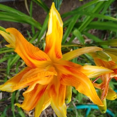 JimHen71870's profile picture. DFW DENTAL ASSOCIATES, OWNER