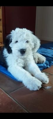 BertNijenhuis4's profile picture. formule1 en oes fan