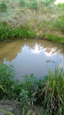 midnightgriot's profile picture. writer, farmer, occasionally marooned in Moruga