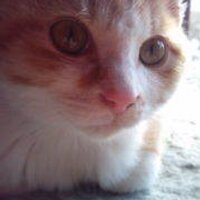 もか (@sakuraipink) 's Twitter Profile