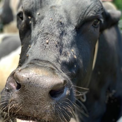 midakun's profile picture. .........