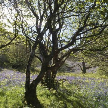 Helping to connect the people of Morvern with their land  . . . since 2004.