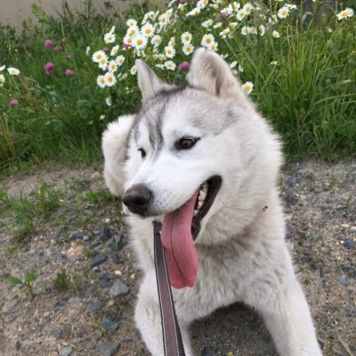 よろしくお願いします( ´□` ) 治療中です。がんばる。
いいね❤️は、応援とか、知らなかった!とか、すごいなあとか、
なんかそういう感じで押しています(* ゚ω゚ *)