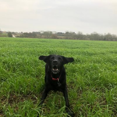 badgerdeguerre's profile picture. 