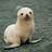 Profile Picture of Ronan Little Seal (@@RonanLittleSeal) on Twitter